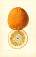 Citrus grandis Alamoen - Louis Charles Christopher Krieger — widok dzieła