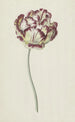 Tulip - Louis Moritz — widok dzieła