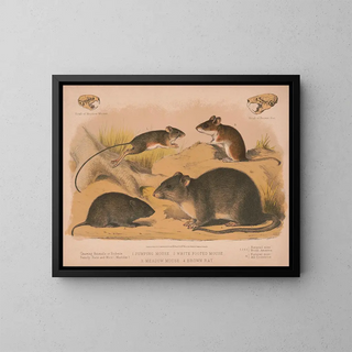 Louis Prang  Co - 1 Jumping mouse 2 White footed mouse 3 Meadow mouse 4 Brown rat.webp