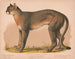 Amerykańskiej pantery Felis concolor linn - Louis Prang Co — widok dzieła
