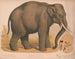 Azjatycki słonik Elephas indicus - Louis Prang Co — widok dzieła