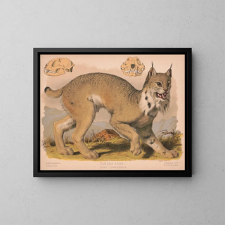 Louis Prang  Co - Canada lynx  Lynx Canadensis.webp