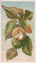 kasztanowca Castanea vulgaris var. Americana - Louis Prang Co — widok dzieła
