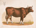 Wół - Louis Prang Co — widok dzieła