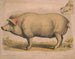 Świni domowej - Louis Prang Co — widok dzieła