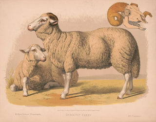 Louis Prang  Co - Domestic sheep.webp