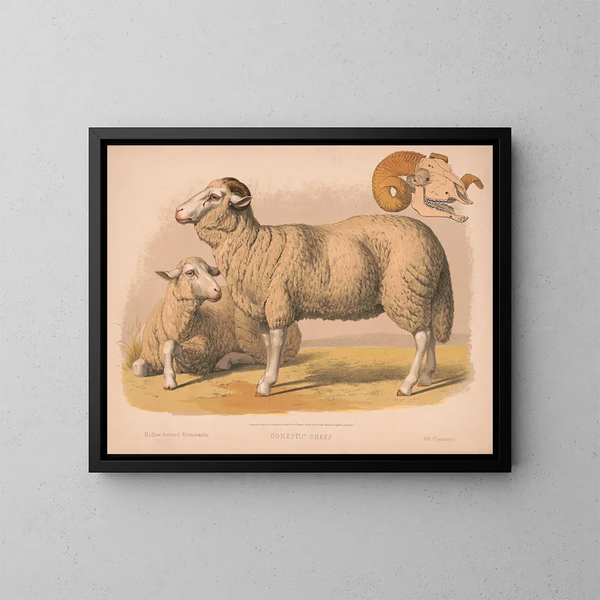 Mouton domestique - Louis Prang Co — oprawiony obraz na ścianie
