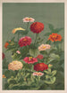 Kwiaty - Louis Prang Co — widok dzieła