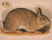 Szary królik Lepus sylvaticus - Louis Prang Co — widok dzieła