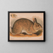 Szary królik Lepus sylvaticus - Louis Prang Co — oprawiony obraz na ścianie