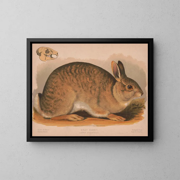 Szary królik Lepus sylvaticus - Louis Prang Co — oprawiony obraz na ścianie