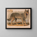 Szary wilk Canis lupus - Louis Prang Co — oprawiony obraz na ścianie