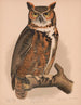 sowy hulotty - Louis Prang Co — widok dzieła