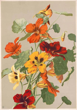 Louis Prang Co - Nasturtiums.webp