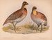 Caille ou Bobwhite Ortyx virginianus bon 1 mâle 2 femelles - Louis Prang Co — widok dzieła