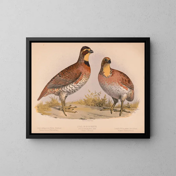 Caille ou Bobwhite Ortyx virginianus bon 1 mâle 2 femelles - Louis Prang Co — oprawiony obraz na ścianie
