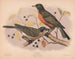 Merle migrateur 1 Dorosły 2 Młode - Louis Prang Co — widok dzieła
