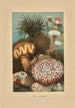 Anemony morskie - Louis Prang Co — widok dzieła