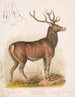 Le wapiti américain - Louis Prang Co — widok dzieła