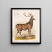 Le wapiti américain - Louis Prang Co — oprawiony obraz na ścianie