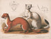 Fouines Mustela longicauda - Louis Prang Co — widok dzieła