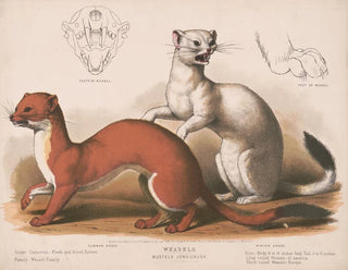 Fouines Mustela longicauda - Louis Prang Co — widok dzieła