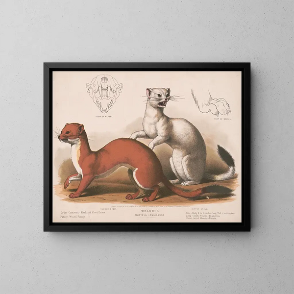 Fouines Mustela longicauda - Louis Prang Co — oprawiony obraz na ścianie