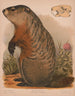 Marmotte - Louis Prang Co — widok dzieła