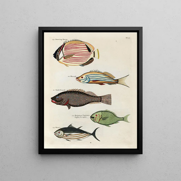 Louis Renard - Poissons ecrevisses et crabes de diverses couleurs et figures extraordinaires Pl020.webp