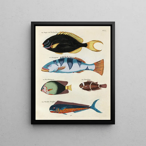 Louis Renard - Poissons ecrevisses et crabes de diverses couleurs et figures extraordinaires Pl022.webp