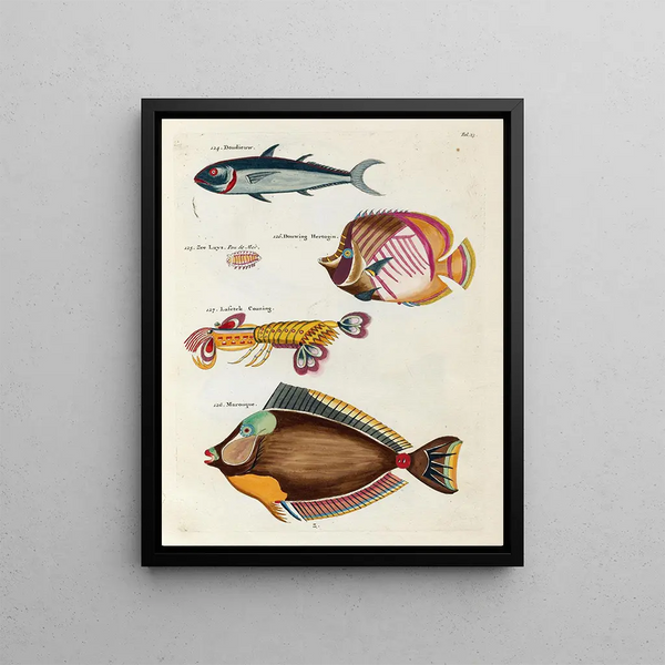 Louis Renard - Poissons ecrevisses et crabes de diverses couleurs et figures extraordinaires Pl023.webp