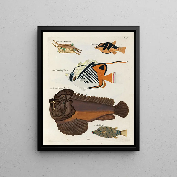 Louis Renard - Poissons ecrevisses et crabes de diverses couleurs et figures extraordinaires Pl039.webp