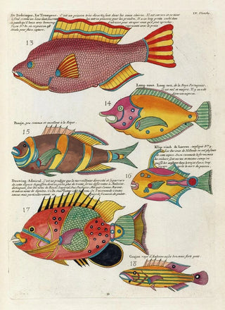 Louis Renard - Poissons ecrevisses et crabes de diverses couleurs et figures extraordinaires Pl047.webp