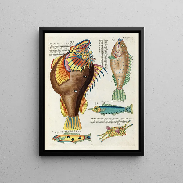 Louis Renard - Poissons ecrevisses et crabes de diverses couleurs et figures extraordinaires Pl051.webp