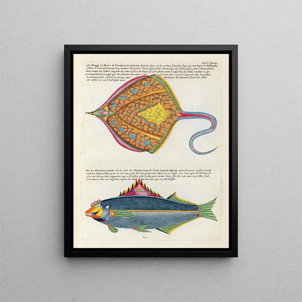 Louis Renard - Poissons ecrevisses et crabes de diverses couleurs et figures extraordinaires Pl086.webp
