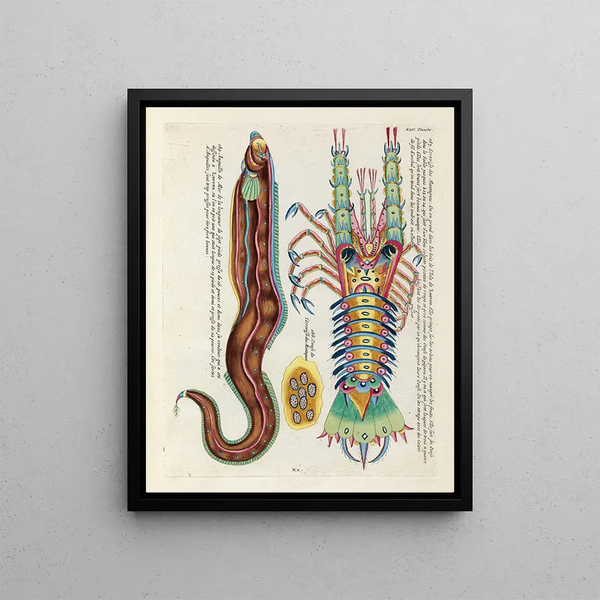 Louis Renard - Poissons ecrevisses et crabes de diverses couleurs et figures extraordinaires Pl088.webp