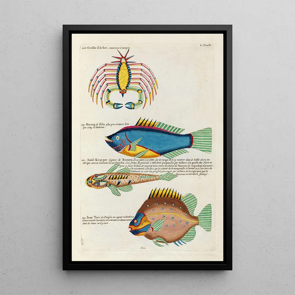 Louis Renard - Poissons ecrevisses et crabes de diverses couleurs et figures extraordinaires Pl093.webp