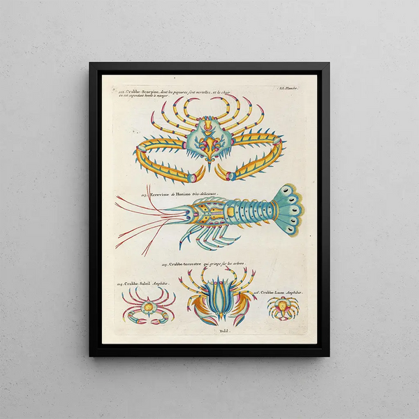Louis Renard - Poissons ecrevisses et crabes de diverses couleurs et figures extraordinaires Pl094.webp