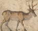 Studium jelenia - Lucas Cranach Starszy — widok dzieła