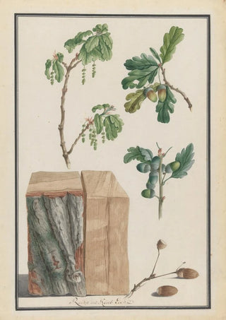 Ludwig Pfleger - Studies of the blossoms fruits and trunk of an English oak Quercus robur.webp