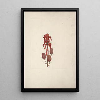 Luigi Balugani - Aloe macrocarpa Todaro.webp