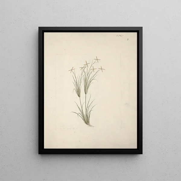Luigi Balugani - Chloris.webp