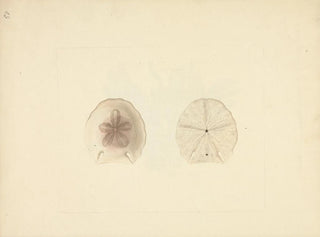 Clypéasteroïdes - Luigi Balugani — widok dzieła