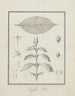 Coffea arabica L. - Luigi Balugani — widok dzieła