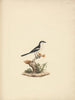 fiskalny wspólny - Luigi Balugani — widok dzieła