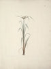 Cyperus espèce 2 - Luigi Balugani — widok dzieła
