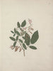 Desmodium - Luigi Balugani — widok dzieła