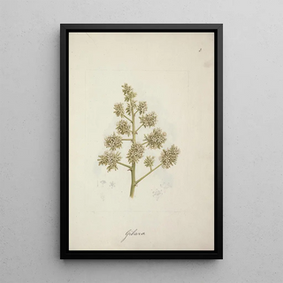 Luigi Balugani - Dracaena steudneri Engl.webp