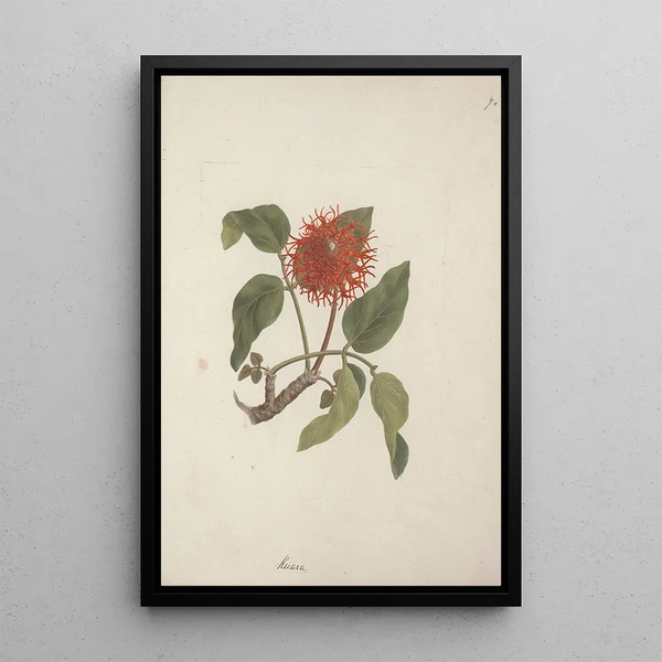 Luigi Balugani - Erythrina abyssinica DC.webp