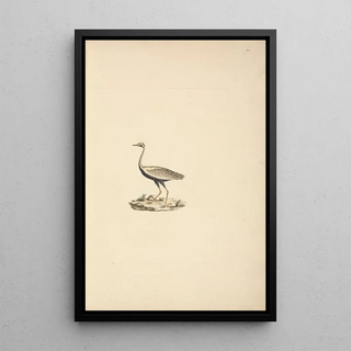 Luigi Balugani - Lissotis hartlaubii.webp